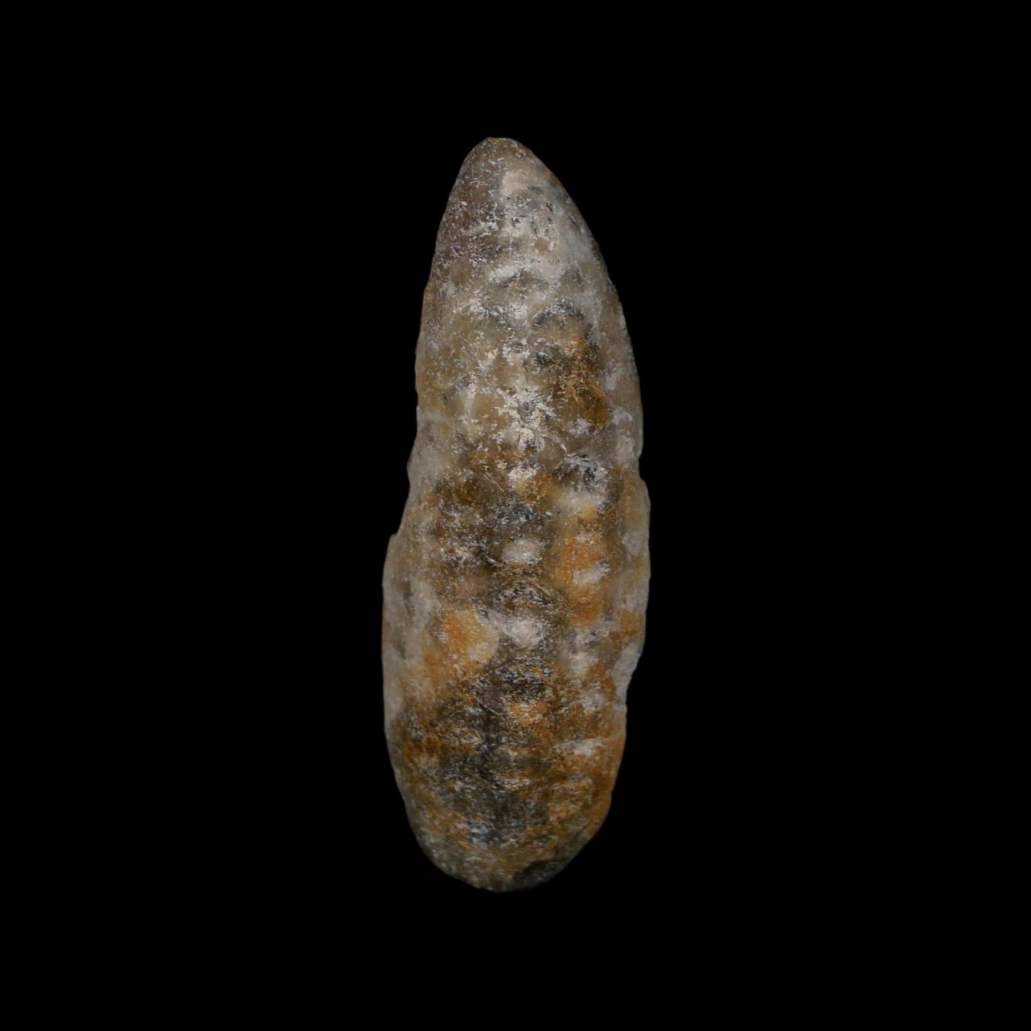 XL 2.3" Fossil Pine Cone Equicalastrobus Replaced By Agate Eocene Age Seeds Fruit - Fossil Age Minerals