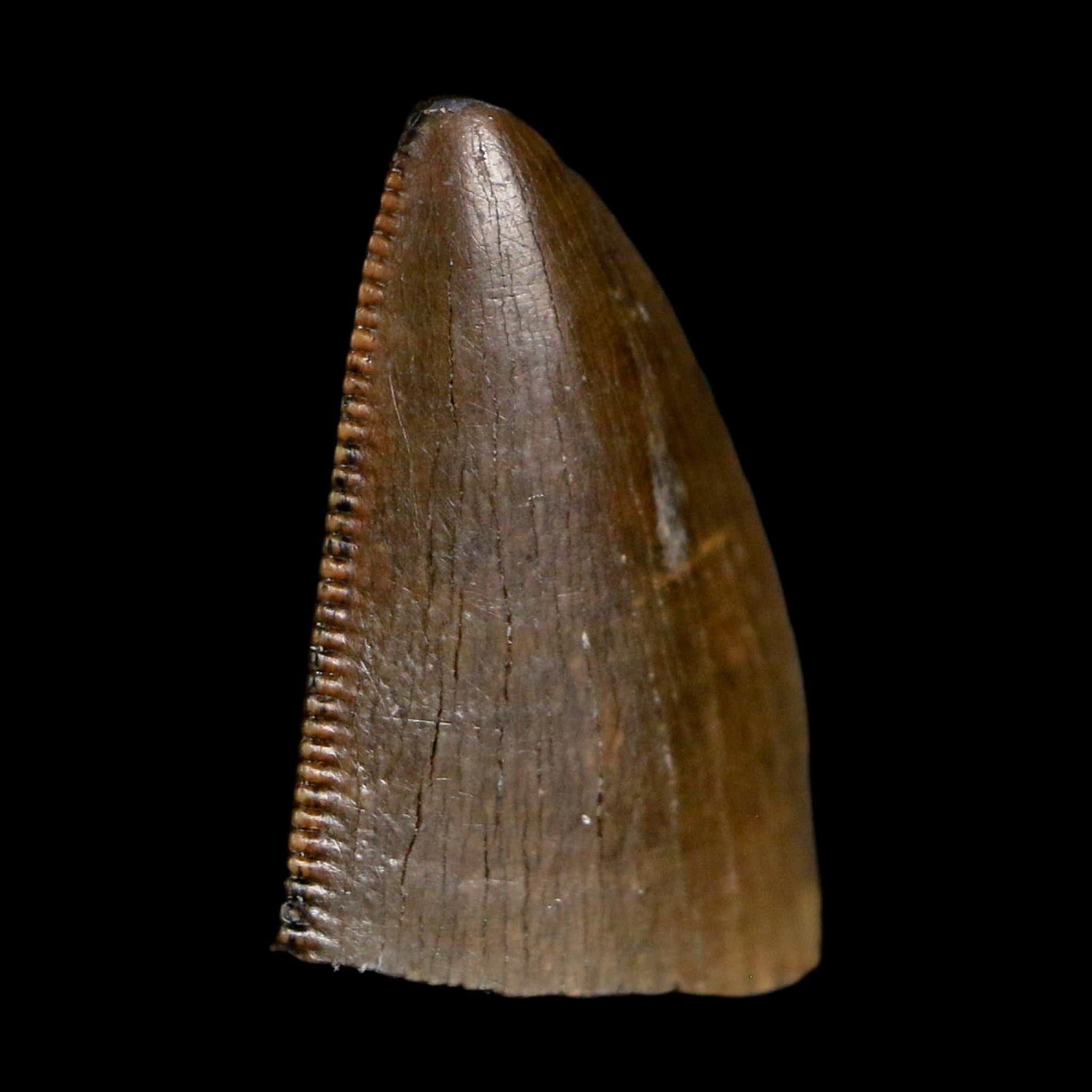 0.5" Tyrannosaurus Rex Fossil Tooth Tip Lance Creek Cretaceous Dinosaur WY COA