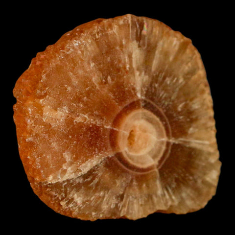 1.6" Natural Cut Rough Cave Honey Calcite Crystal Mineral Specimen Morocco - Fossil Age Minerals