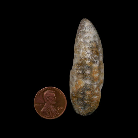 XL 2.3" Fossil Pine Cone Equicalastrobus Replaced By Agate Eocene Age Seeds Fruit