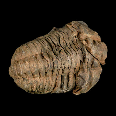 2.8" Flexicalymene Trilobite Fossil Ordovician Age Tazzarine Region Morocco COA - Fossil Age Minerals