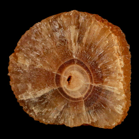 1.6" Natural Cut Rough Cave Honey Calcite Crystal Mineral Specimen Morocco - Fossil Age Minerals