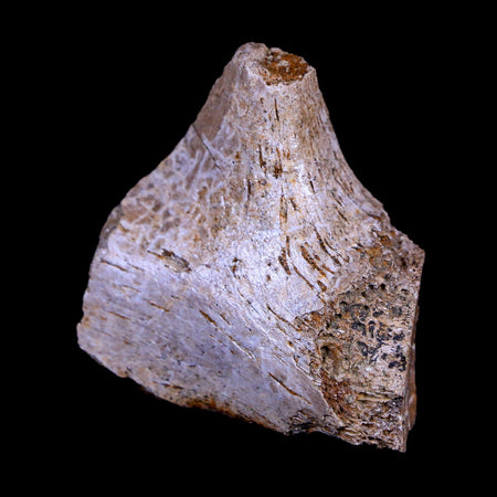 1.6" Corythosaurus Fossil Bone Judith River FM Cretaceous Dinosaur Montana COA