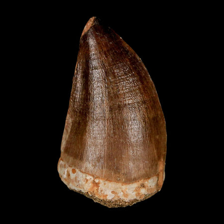 XL 2.1"  Mosasaur Prognathodon Fossil Tooth Cretaceous Dinosaur Era COA & Stand