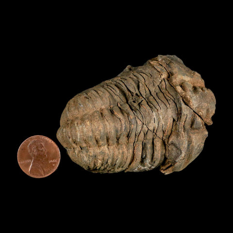 2.8" Flexicalymene Trilobite Fossil Ordovician Age Tazzarine Region Morocco COA - Fossil Age Minerals