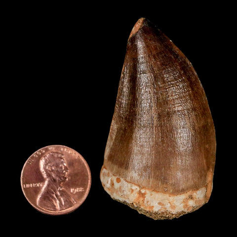 XL 2.1"  Mosasaur Prognathodon Fossil Tooth Cretaceous Dinosaur Era COA & Stand