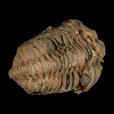 2.8" Flexicalymene Trilobite Fossil Ordovician Age Tazzarine Region Morocco COA - Fossil Age Minerals
