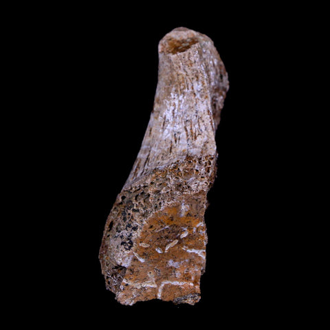 1.6" Corythosaurus Fossil Bone Judith River FM Cretaceous Dinosaur Montana COA - Fossil Age Minerals