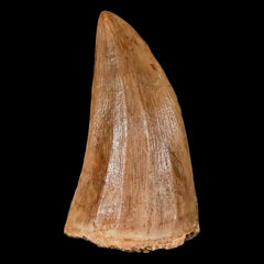 Mosasaur Hoffmanni Collection
