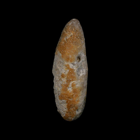 XL 2.3" Fossil Pine Cone Equicalastrobus Replaced By Agate Eocene Age Seeds Fruit