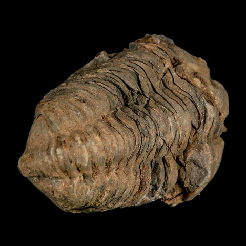 2.8" Flexicalymene Trilobite Fossil Ordovician Age Tazzarine Region Morocco COA - Fossil Age Minerals