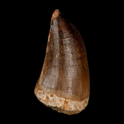 XL 2.1"  Mosasaur Prognathodon Fossil Tooth Cretaceous Dinosaur Era COA & Stand