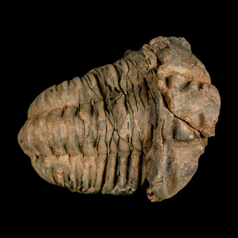 2.8" Flexicalymene Trilobite Fossil Ordovician Age Tazzarine Region Morocco COA - Fossil Age Minerals