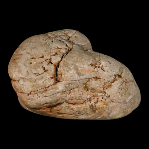 2.1" Sauropod Dinosaur Stomach Stone Gastrolith Rock Gizzard Stone COA - Fossil Age Minerals