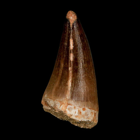 XL 2.1"  Mosasaur Prognathodon Fossil Tooth Cretaceous Dinosaur Era COA & Stand