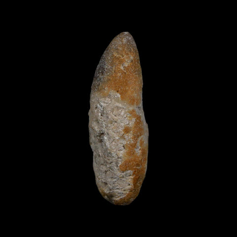 XL 2.3" Fossil Pine Cone Equicalastrobus Replaced By Agate Eocene Age Seeds Fruit