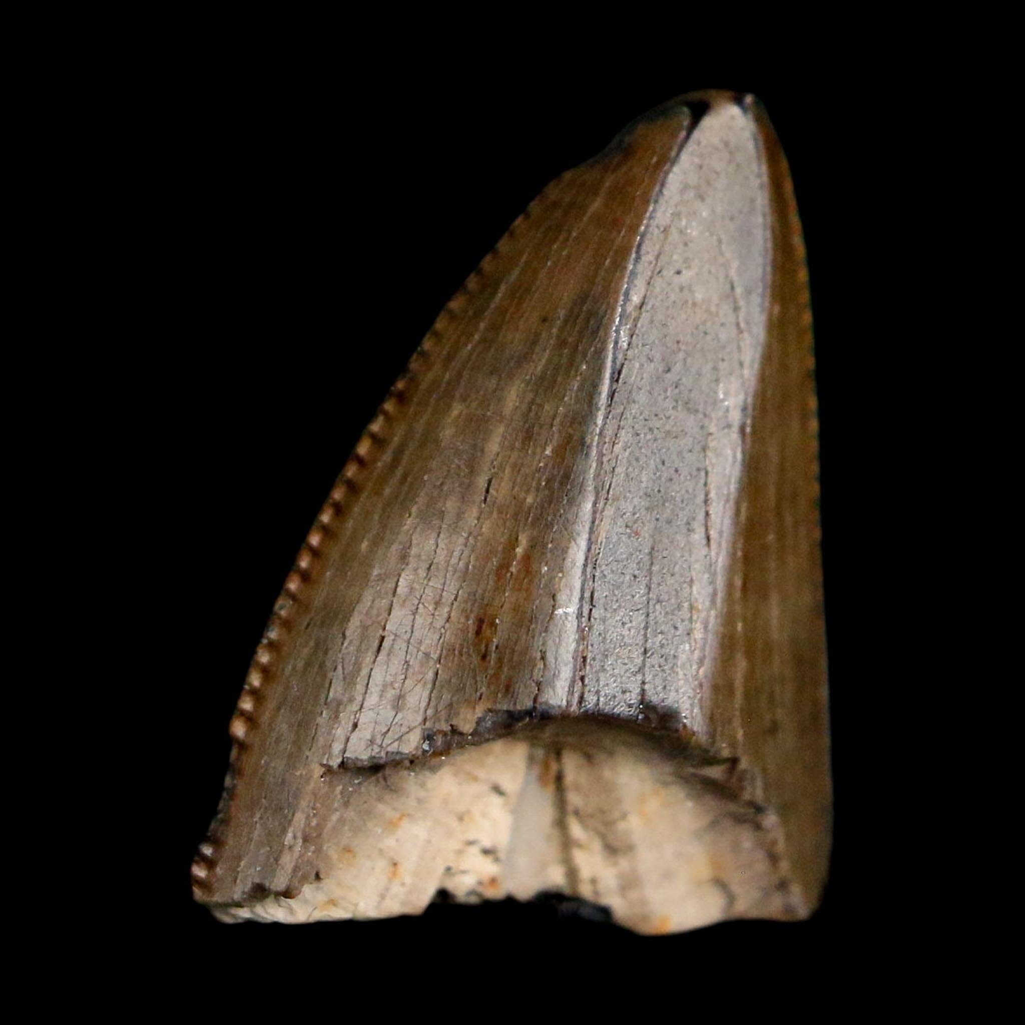 0.5" Tyrannosaurus Rex Fossil Tooth Tip Lance Creek Cretaceous Dinosaur WY COA