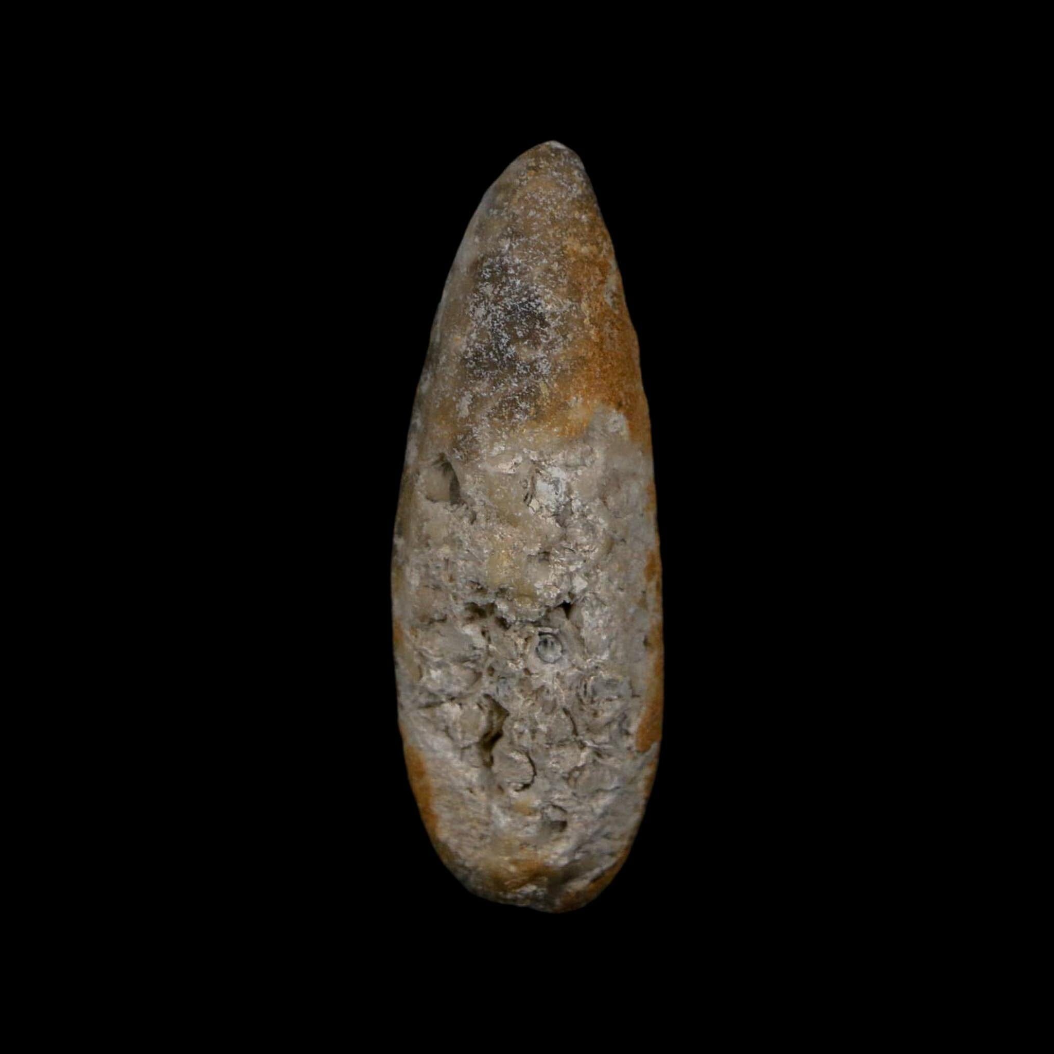 XL 2.3" Fossil Pine Cone Equicalastrobus Replaced By Agate Eocene Age Seeds Fruit - Fossil Age Minerals