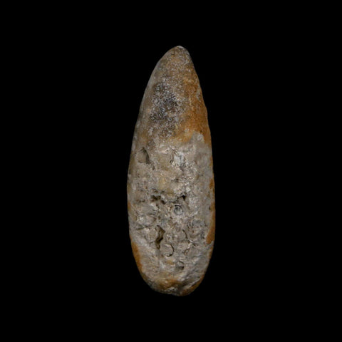 XL 2.3" Fossil Pine Cone Equicalastrobus Replaced By Agate Eocene Age Seeds Fruit