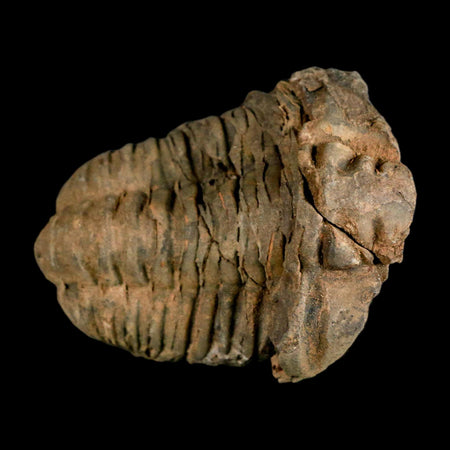 2.8" Flexicalymene Trilobite Fossil Ordovician Age Tazzarine Region Morocco COA