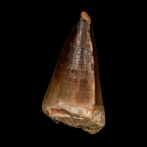 XL 2.1"  Mosasaur Prognathodon Fossil Tooth Cretaceous Dinosaur Era COA & Stand