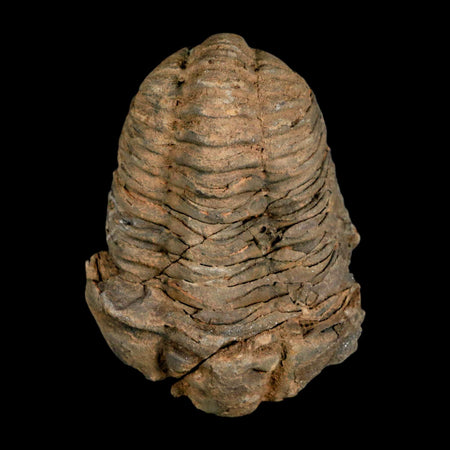 2.8" Flexicalymene Trilobite Fossil Ordovician Age Tazzarine Region Morocco COA