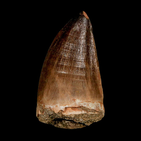 XL 2.1"  Mosasaur Prognathodon Fossil Tooth Cretaceous Dinosaur Era COA & Stand