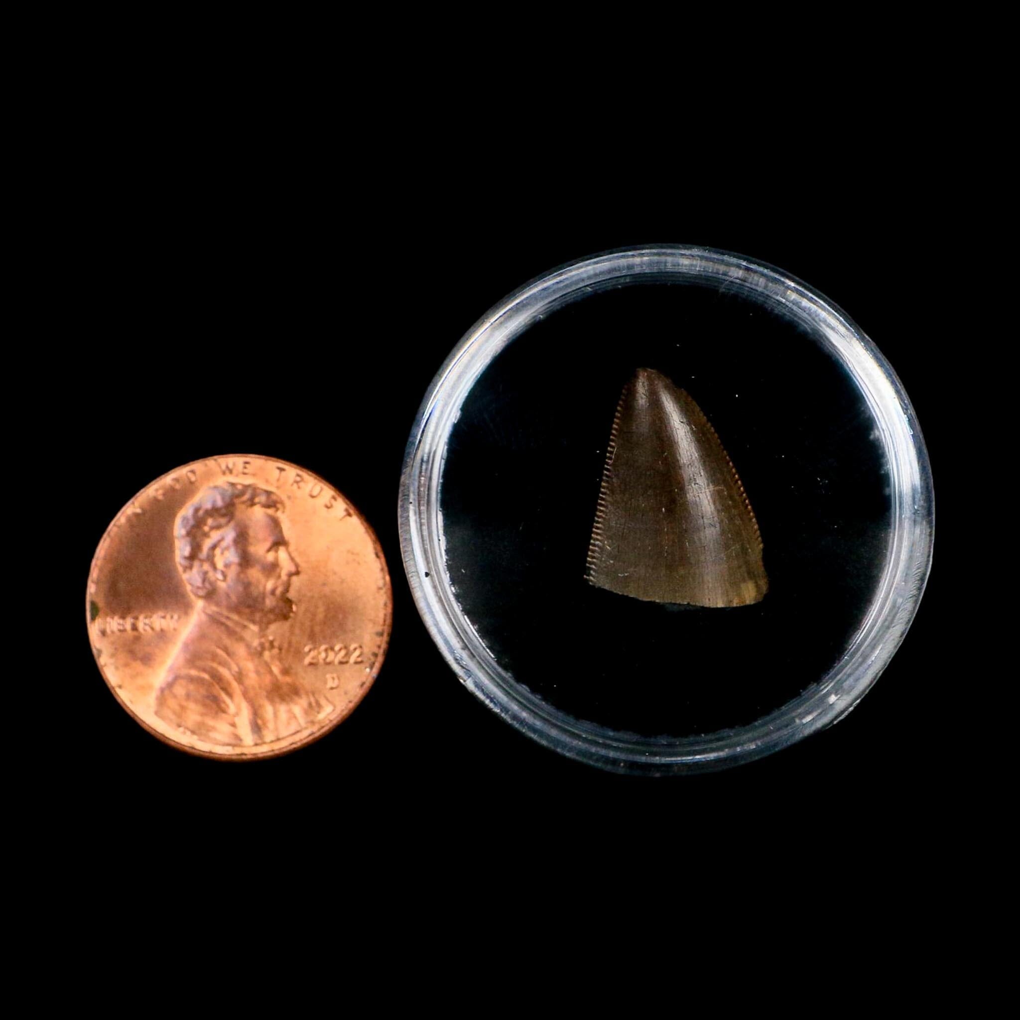 0.5" Tyrannosaurus Rex Fossil Tooth Tip Lance Creek Cretaceous Dinosaur WY COA