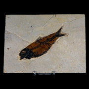 XL 4.5" Knightia Eocaena Fossil Fish Green River FM WY Eocene Age COA & Stand