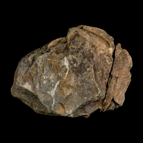 2.8" Flexicalymene Trilobite Fossil Ordovician Age Tazzarine Region Morocco COA - Fossil Age Minerals
