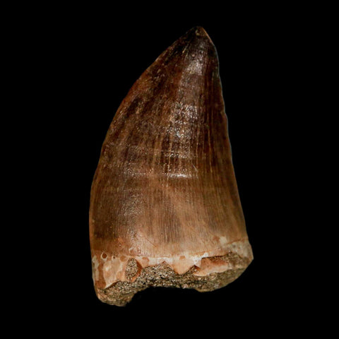 XL 2.1"  Mosasaur Prognathodon Fossil Tooth Cretaceous Dinosaur Era COA & Stand