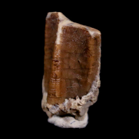 0.4" Edmontosaurus Dinosaur Fossil Tooth Lance Creek FM Wyoming COA Display