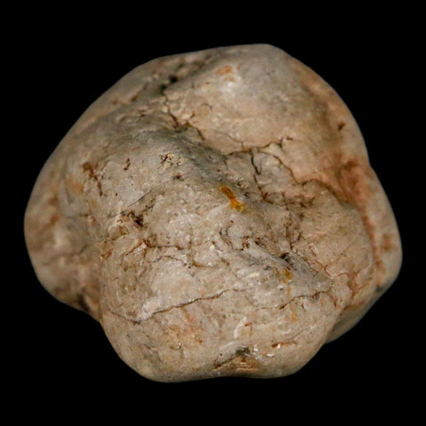 2.1" Sauropod Dinosaur Stomach Stone Gastrolith Rock Gizzard Stone COA - Fossil Age Minerals