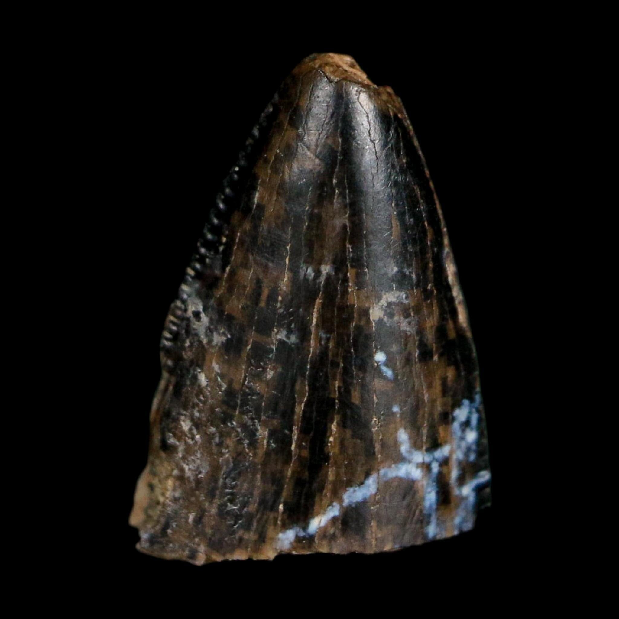 0.5" Tyrannosaurus Rex Fossil Tooth Tip Lance Creek Cretaceous Dinosaur WY COA