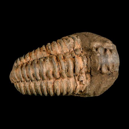 3.2" Flexicalymene Trilobite Fossil Ordovician Age Tazzarine Region Morocco COA