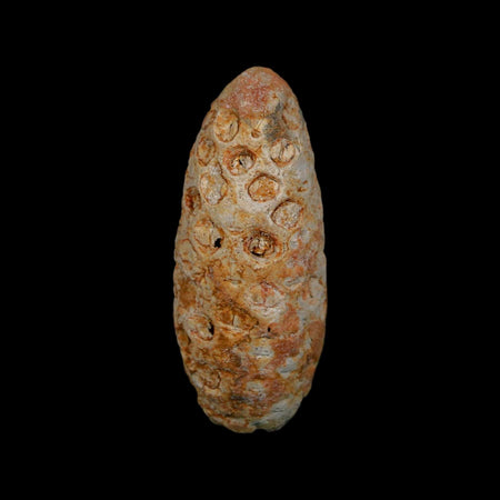 1.8" Fossil Pine Cone Equicalastrobus Replaced By Agate Eocene Age Seeds Fruit