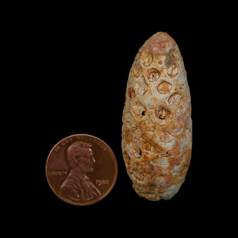 1.8" Fossil Pine Cone Equicalastrobus Replaced By Agate Eocene Age Seeds Fruit