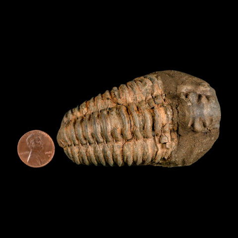 3.2" Flexicalymene Trilobite Fossil Ordovician Age Tazzarine Region Morocco COA - Fossil Age Minerals