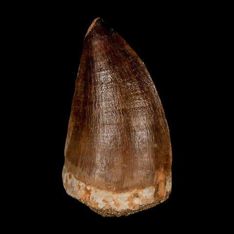 XL 2.1"  Mosasaur Prognathodon Fossil Tooth Cretaceous Dinosaur Era COA & Stand