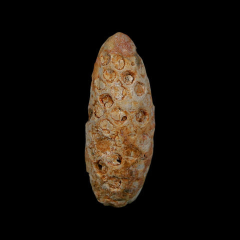 1.8" Fossil Pine Cone Equicalastrobus Replaced By Agate Eocene Age Seeds Fruit
