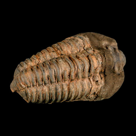 3.2" Flexicalymene Trilobite Fossil Ordovician Age Tazzarine Region Morocco COA - Fossil Age Minerals