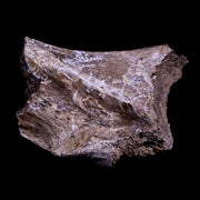 1.9" Corythosaurus Fossil Bone Judith River FM Cretaceous Dinosaur Montana COA