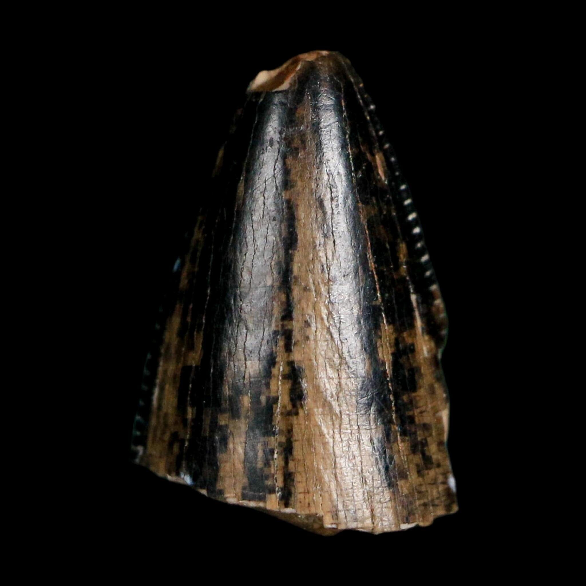0.5" Tyrannosaurus Rex Fossil Tooth Tip Lance Creek Cretaceous Dinosaur WY COA
