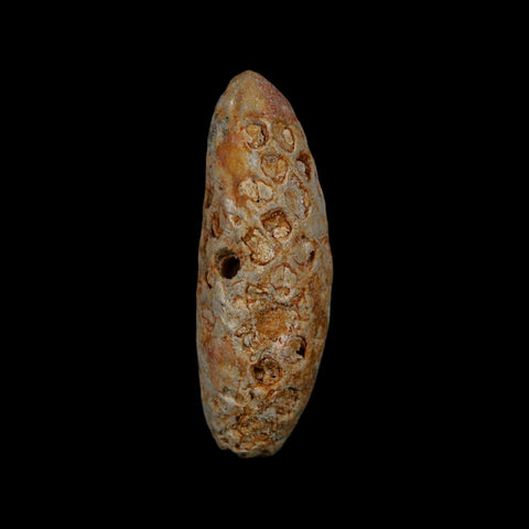 1.8" Fossil Pine Cone Equicalastrobus Replaced By Agate Eocene Age Seeds Fruit