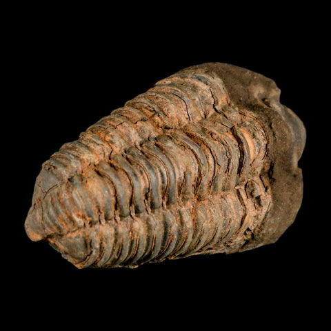 3.2" Flexicalymene Trilobite Fossil Ordovician Age Tazzarine Region Morocco COA - Fossil Age Minerals