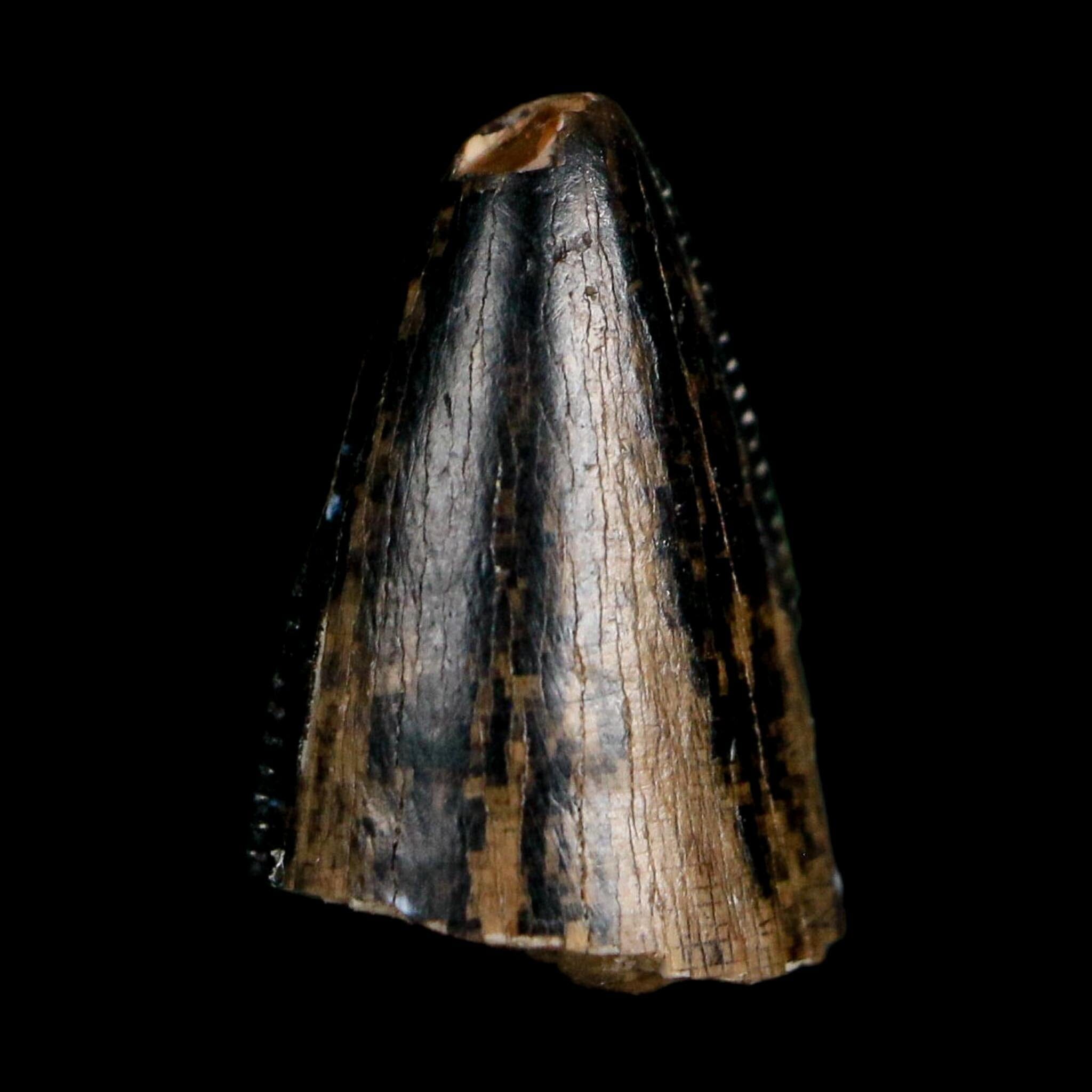 0.5" Tyrannosaurus Rex Fossil Tooth Tip Lance Creek Cretaceous Dinosaur WY COA