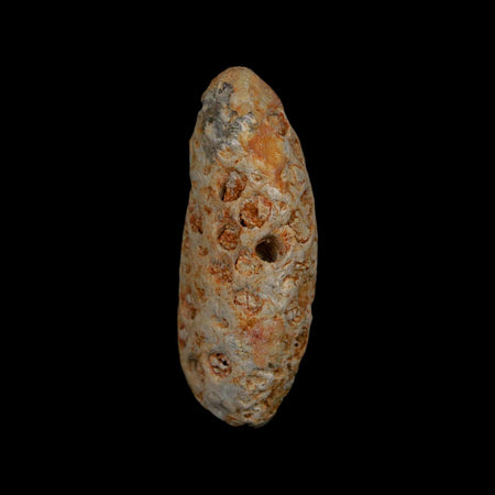 1.8" Fossil Pine Cone Equicalastrobus Replaced By Agate Eocene Age Seeds Fruit