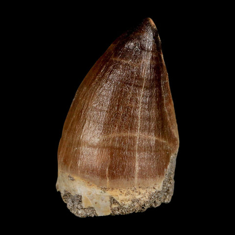 XL 2.1"  Mosasaur Prognathodon Fossil Tooth Cretaceous Dinosaur Era COA & Stand