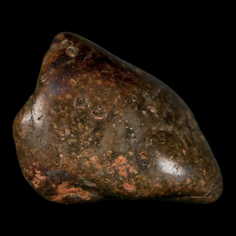 1.9" Sauropod Dinosaur Stomach Stone Gastrolith Rock Gizzard Stone COA - Fossil Age Minerals