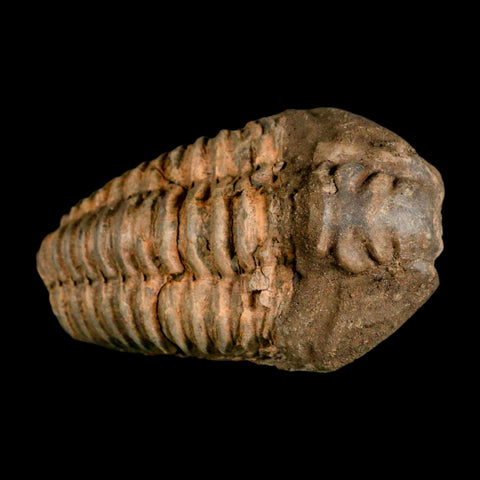 3.2" Flexicalymene Trilobite Fossil Ordovician Age Tazzarine Region Morocco COA - Fossil Age Minerals